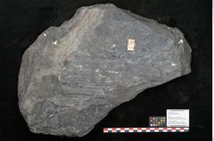 Foto (Objekt + Etikett) von Sigillaria elongata Brongniart (NHMW-GEO-2024-0188-11056)